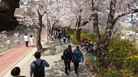 일찍 찾아온 벚꽃에 시민들 얼굴도 활짝..."봄기운 만끽"