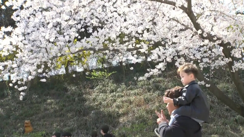 벚꽃 축제 '북적'…대기 건조 심화, 화재 주의