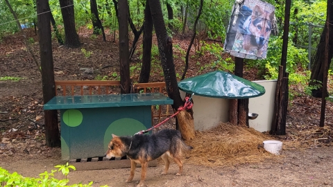 비 오는 날 5성급 호텔 뒤에 묶여있던 개...멧돼지 감시하려고?  