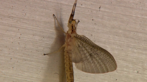 밤마다 서울 성수동 뒤덮는 하루살이...출몰 이유는?
