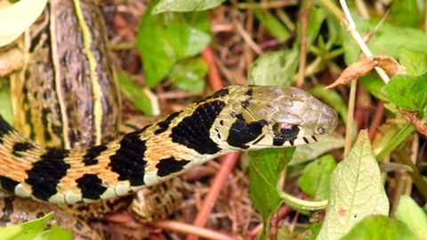  '물리면 사망' 도심 한복판에 나타난 독사…어린이 신고로 포획