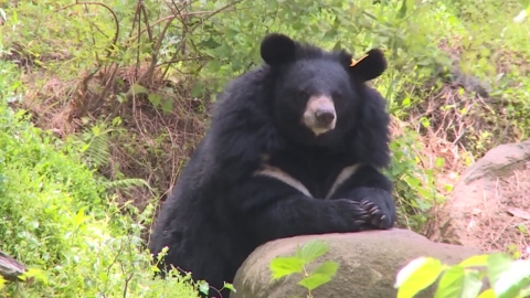 지리산 곰 주의보...우연히 마주친다면 하지 말아야 할 행동