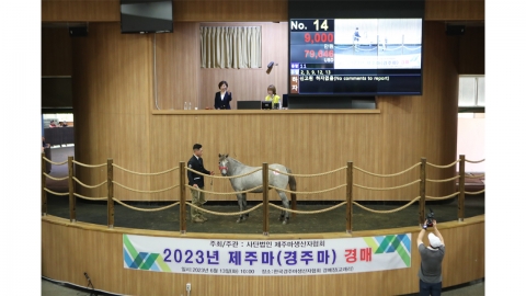 천연기념물 '제주마' 역대 최고가 9,500만 원 경매 낙찰