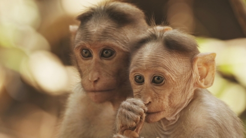“뭐로 죽일까요?” 1살 새끼 원숭이 고문 영상 판매한 글로벌 학대 조직의 존재
