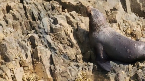 일제가 말살시킨 큰바다사자 백 년 만에 '이곳'에 모습 드러냈다 