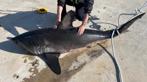 울진 앞바다에서 살아 있는 상태의 '악상어' 포획