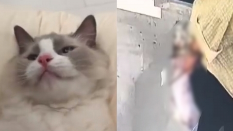 가출한 줄 알았던 내 고양이… 알고 보니 남자친구가 죽이고 유기