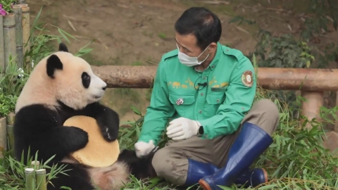 아기 판다 푸바오 동생 소식에 중국에서도 큰 관심