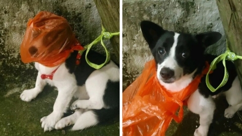 강아지 얼굴에 비닐봉지 씌우고 유기한 범인을 찾습니다