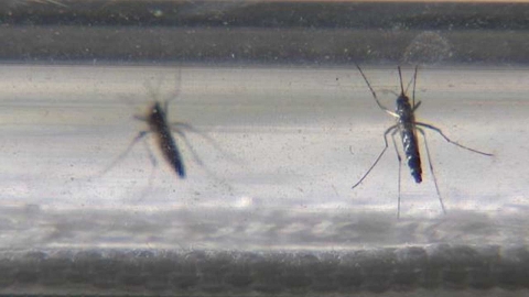 '러브버그' 떠난 자리에 '모기 급증'…작년보다 개체 수 늘어