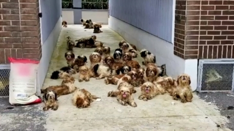 포항 빌라에 방치된 시츄 50마리 발견...심한 악취에 주민 신고