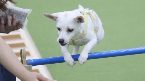 10월부터 반려동물 진료비도 부가세 면제