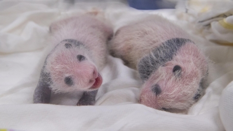 “푸바오 쌍둥이 동생 탄생 기념” 다둥이 가족 에버랜드 이용권 반값 할인