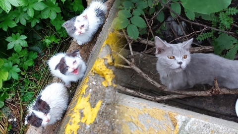 부산 산책로에 버려진 품종묘 15마리…"번식업자 소행 추정"