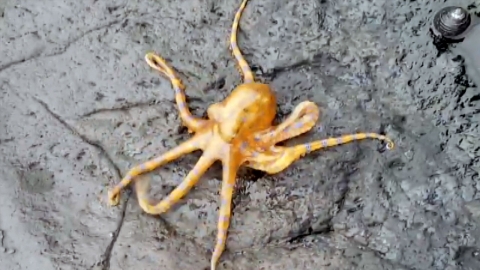 제주 코난해변에서 청산가리 독 10배 '파란고리문어' 발견