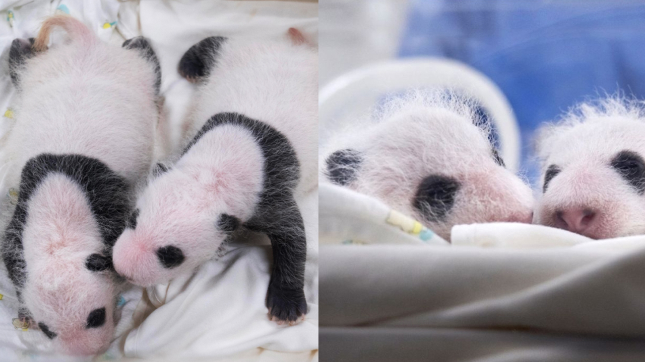 쌍둥이 판다 첫 뒤집기 성공 "그 모습이 너무 예뻐"