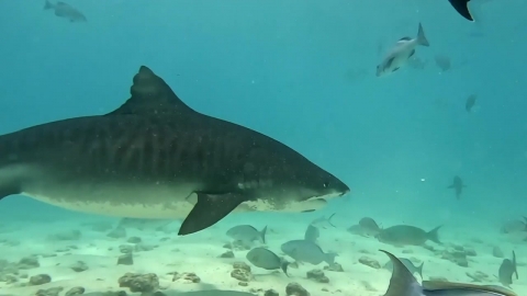 세계 바닷물 온도 역대 최고…해양 생태계 '신음'