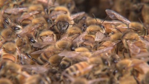 폭염에 말벌 활동 '왕성'…야외활동 주의해야