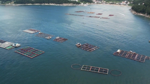 남해안·서해안에 '고수온' 특보…양식 어민 긴장