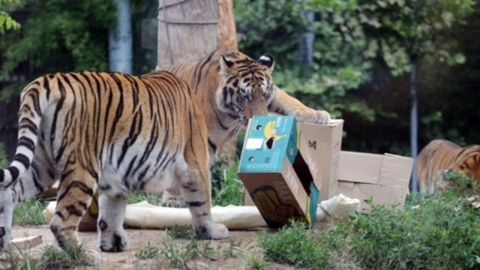 서울대공원 3달 만에 시베리아호랑이 또 폐사…원인 파악중