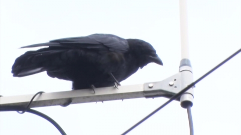 인천 출근 시간대에 발생한 정전, 전선에 앉은 까마귀 때문