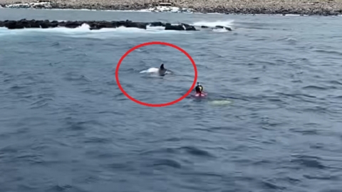 폐그물에 걸린 줄 알았는데... 죽은 새끼 업은 어미 돌고래였다