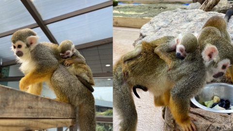 '엄마 등에 딱 붙었어요' 순천만 국가정원 다람쥐원숭이 출산
