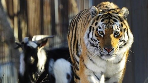 범 내려온다…러시아 극동서 호랑이 민가 출몰 급증