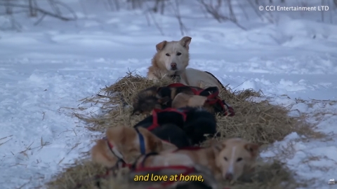 알래스카 썰매견에 진도믹스가?… 개 썰매 학대 논란