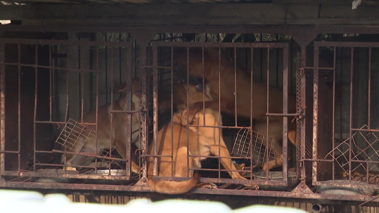 Illegal Dog Slaughterhouse Uncovered in Chuncheon Amidst Controversy over Dog Food