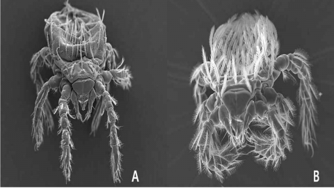쯔쯔가무시병 감염 매개 털진드기 감시 사업 시작 