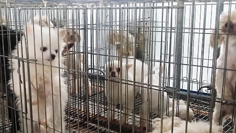 '강아지 공장' 사라질까?…정부, 내년부터 부모견 등록 의무화
