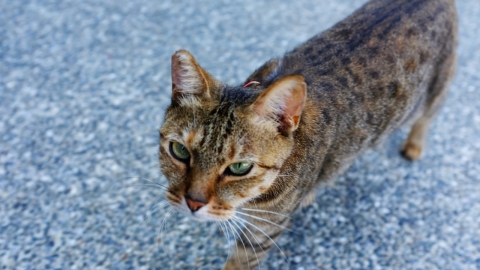 ‘더 이상 못 참아!’ 호주 정부, 길고양이와의 전쟁 선포…이유는? 