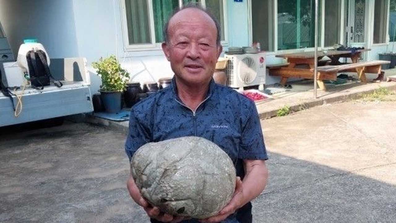 벌초하던 남성 수천만 원어치 '댕구알버섯' 발견