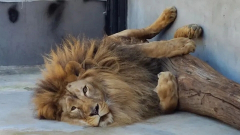 바짝 마른 '갈비 사자' 바람이 근황 "몸무게 정상 범위 됐다"