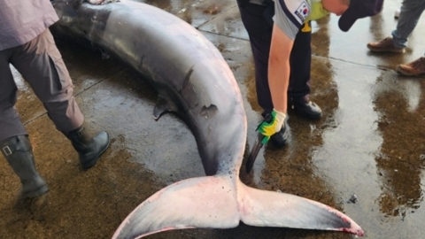 포항 앞바다에서 그물에 꼬리 걸려 죽은 밍크고래 발견