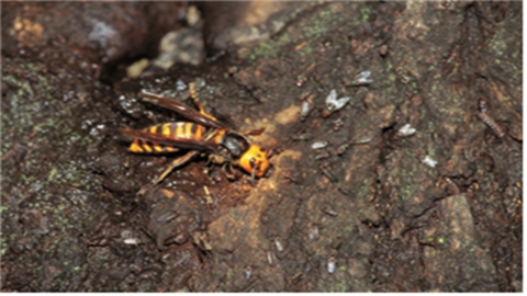 장수말벌 침 독성 연구, 꿀벌보다 약 1.3배 더 강해