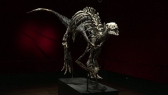 유럽 공룡화석 경매 화제...1억 5천만 년 전 초식공룡