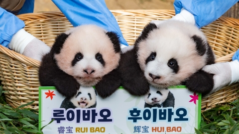 쌍둥이 판다 진짜 이름 생겼다 "루이바오, 후이바오로 불러주세요"