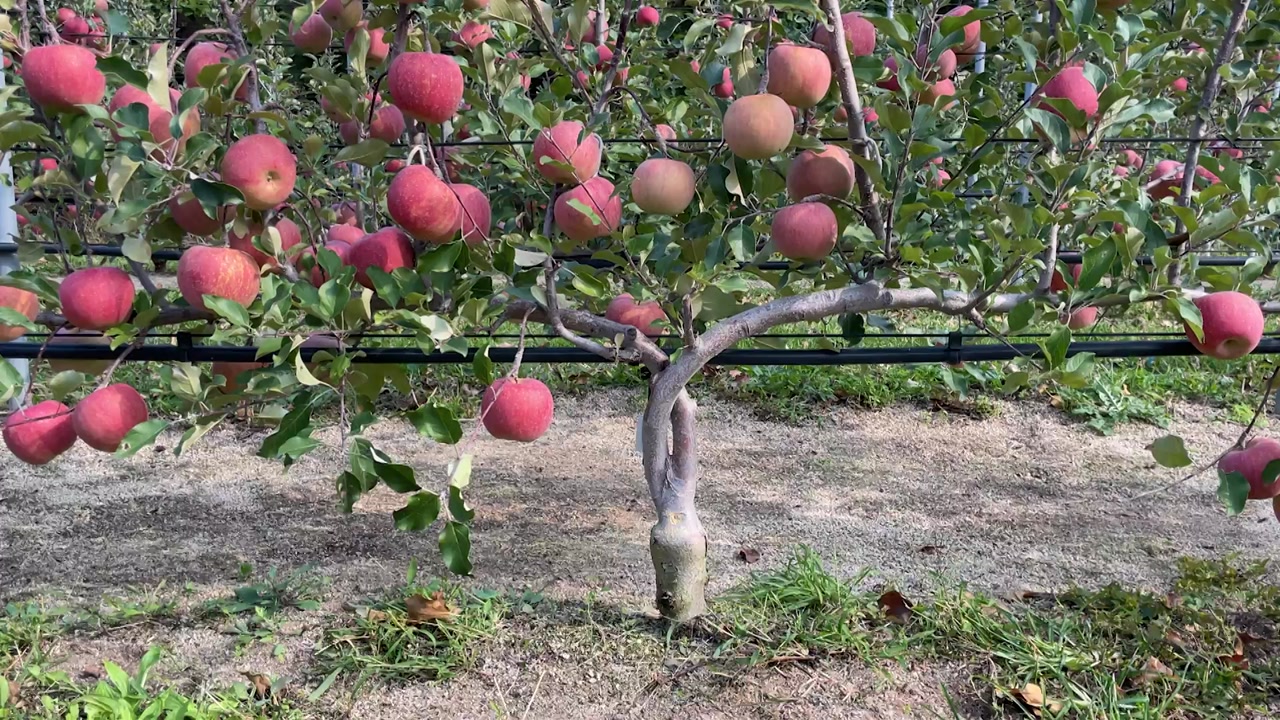[전국]'사과나무 모양이 바뀝니다'...수확 쉽고 생산량 늘고 | YTN