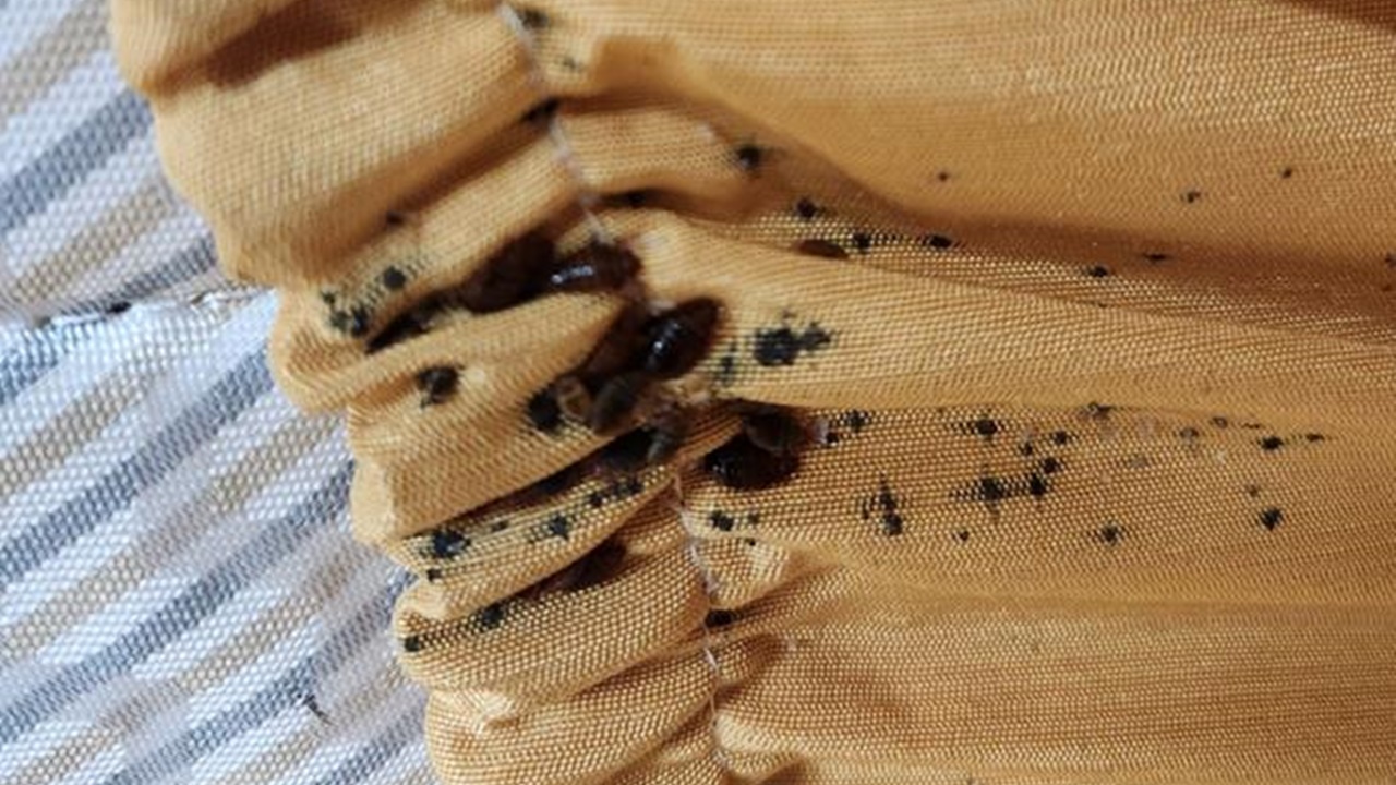 "부천 고시원에서 빈대 물려 치료했다" 신고 들어와