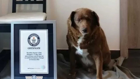 기네스북에 등재된 세계 최고령 개 '31살 보비' 세상 떠나