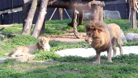 '갈비뼈 사자' 바람이, 여자친구 생겼다...암사자 도도와 합사 성공