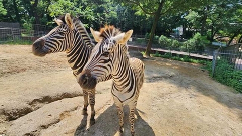 탈출 얼룩말 '세로' 다시 혼자됐다…여자친구 '코코' 돌연사