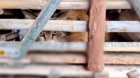 "고양이 도축해 양꼬치·돼지고기로 둔갑"...中 사회 '충격'