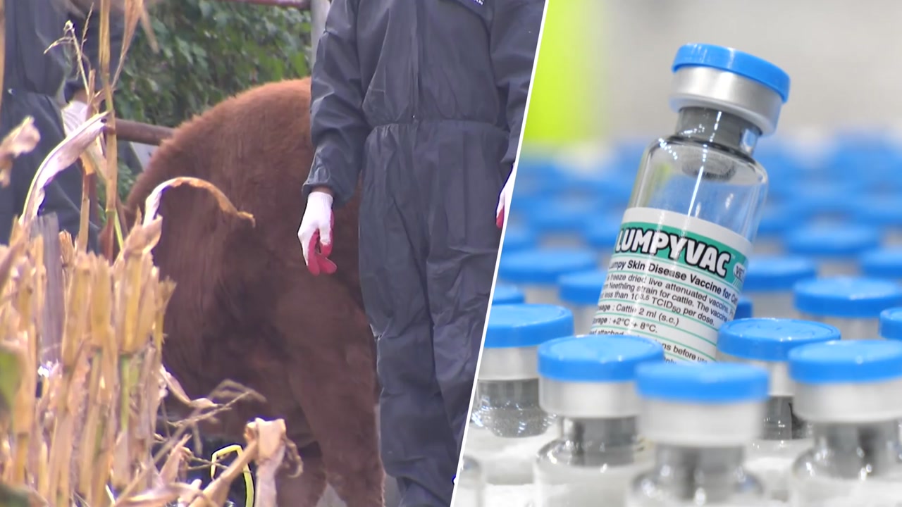 COVID Outbreak: Vaccination Begins as Bovine Lumpy Skin Disease Spreads in Korea