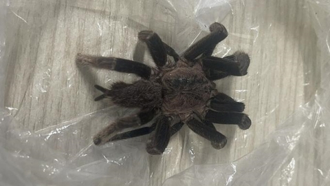 “이렇게 큰 건 처음 봐” 베트남 휴양지서 전기공 문 독거미