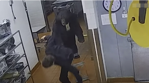 리조트 침입한 흑곰, 한 손으로 경비원 2m 날려...결국 사살