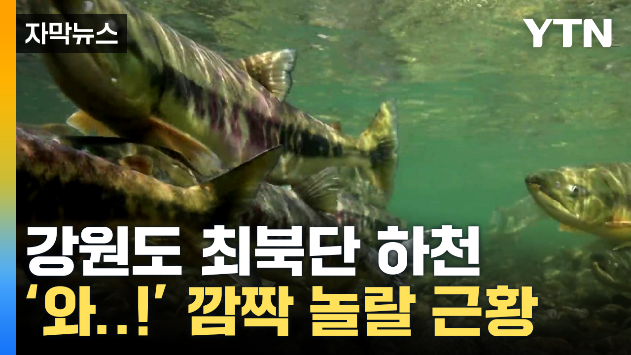 [자막뉴스] 지구온난화 효과...강원 최북단 고성 하천 '바글바글'