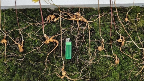 지리산서 80년 된 산삼 12뿌리 발견...추정가 '1억 3천만 원'